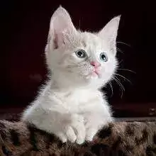 cat images for whatsapp dp